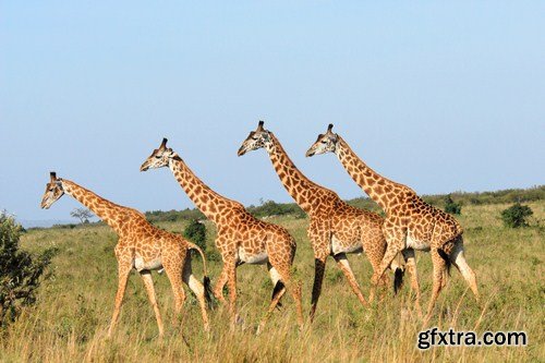 Family of giraffes 7X JPEG