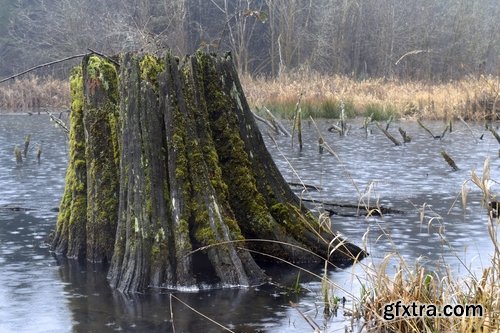 Collection of old tree root of a dead tree stump bark forest moss mold 25 HQ Jpeg