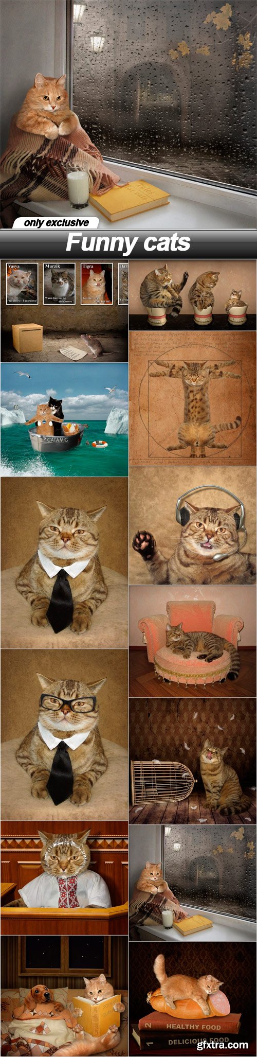 Funny cats - 13 UHQ JPEG