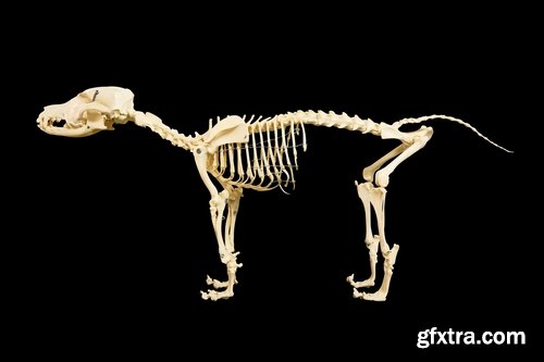 Collection of animal human skeleton 25 HQ Jpeg