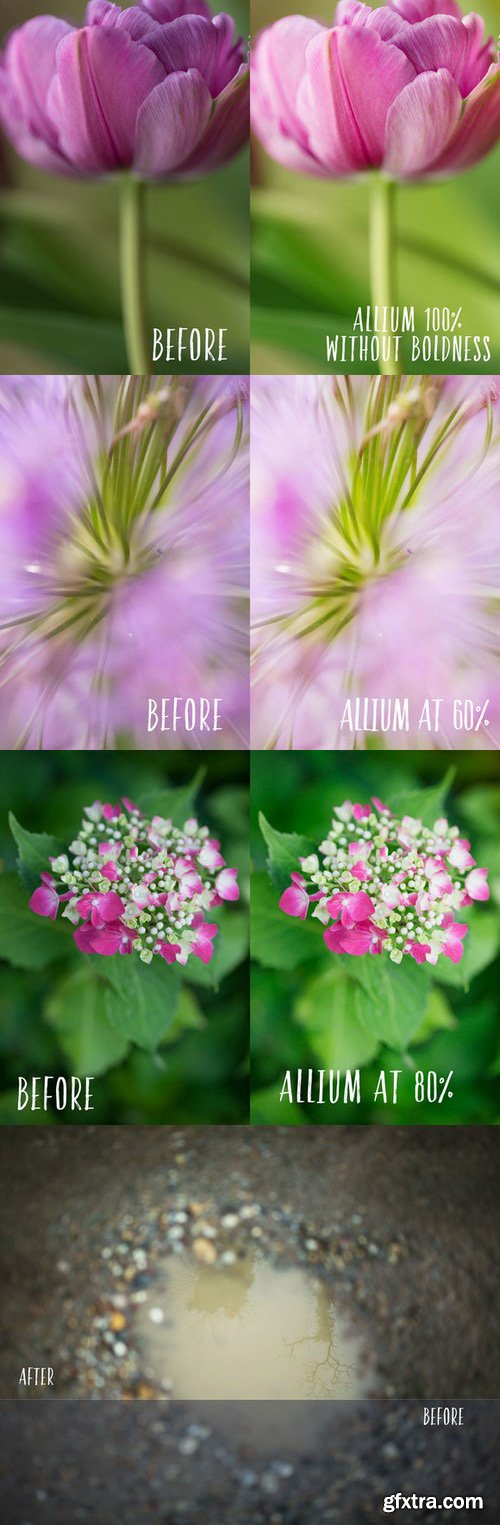 CM - Allium PHOTOSHOP action 703232