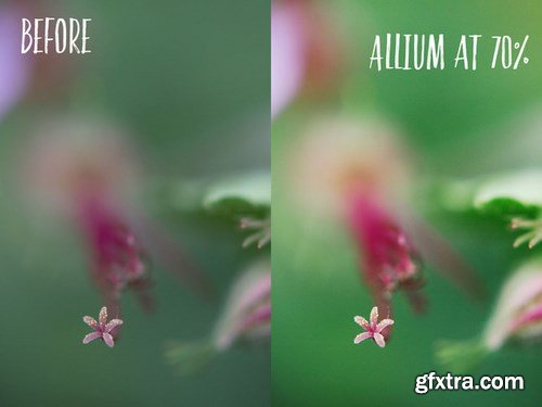 CM - Allium PHOTOSHOP action 703232