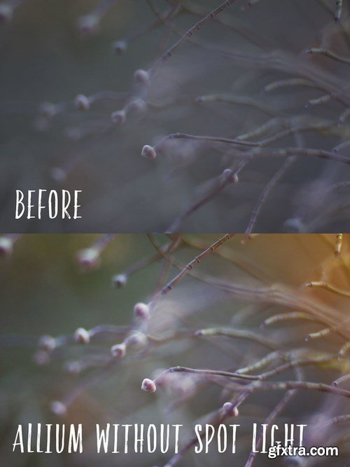 CM - Allium PHOTOSHOP action 703232