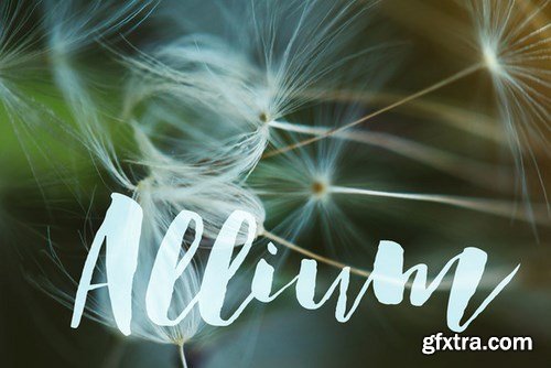 CM - Allium PHOTOSHOP action 703232