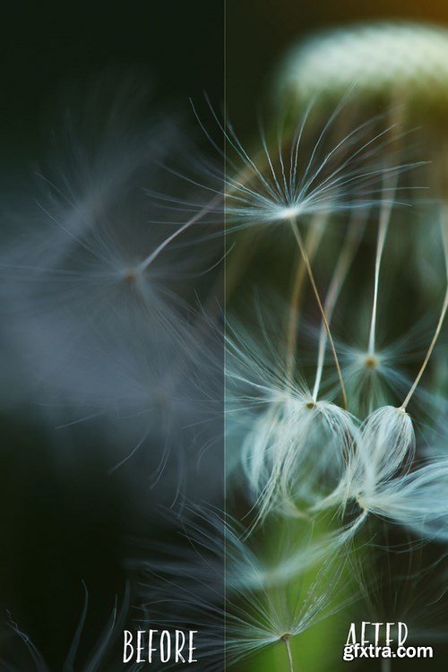 CM - Allium PHOTOSHOP action 703232