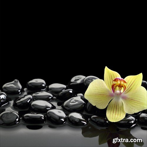 Flowers on black background - 8 UHQ JPEG
