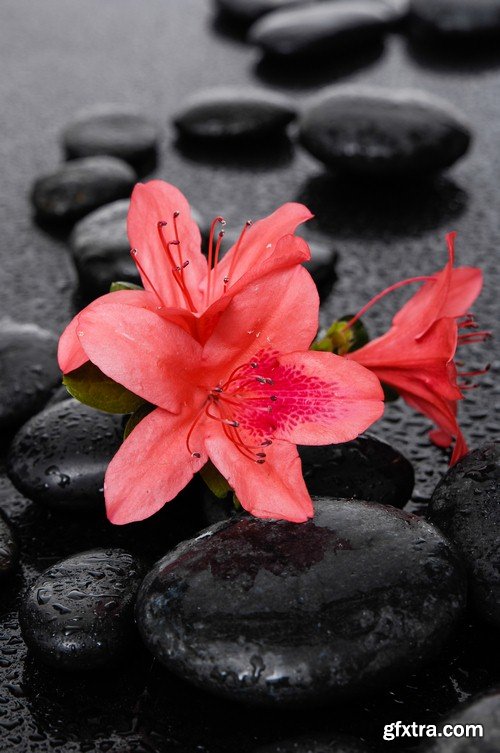 Flowers on black background - 8 UHQ JPEG