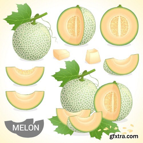 Melon vector - 5 EPS