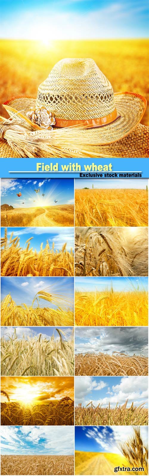 Field with Wheat Background with Spikelets of Wheat 18xJPG Field with Wheat Background with Spikelets of Wheat 18xJPG