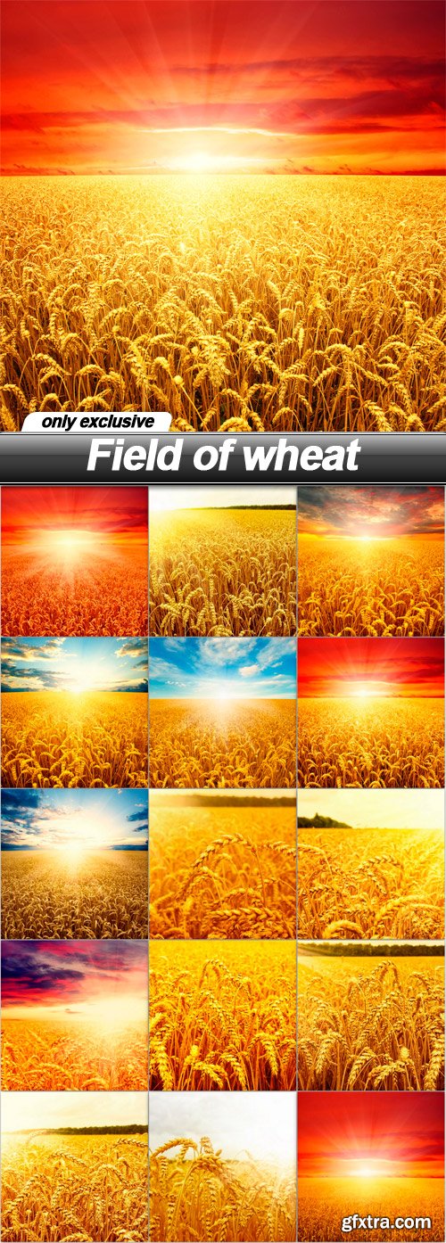Field of wheat - 15 UHQ JPEG Field of wheat - 15 UHQ JPEG