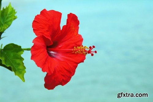 Backgrounds tropical flowers - 6 UHQ JPEG