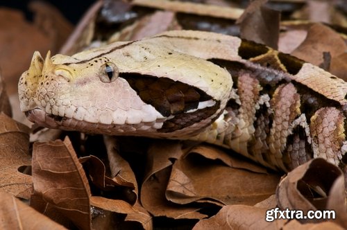 Collection of Viper snake reptile 25 HQ Jpeg