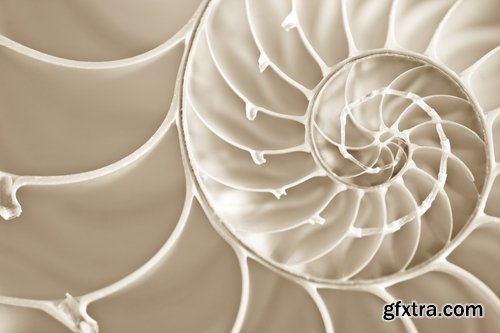 Collection conceptual illustration spiral staircase shell flower 25 HQ Jpeg