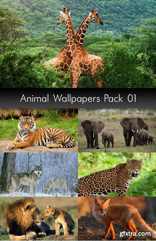 Animal Wallpapers, part 1