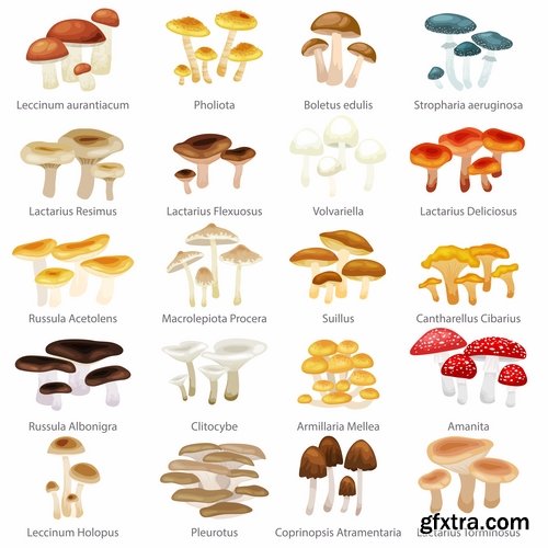 Collection of mushrooms and fungi of different species breed class poisonous edible 25 EPS