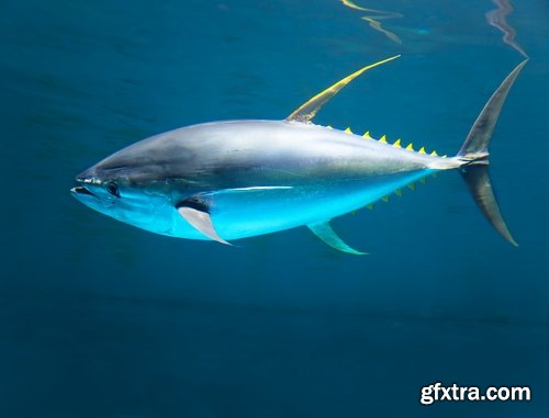Collection of tuna raw fish catch production of red meat 25 HQ Jpeg