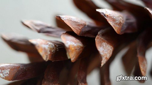 Natural Pine Cone - HD Video Footage
