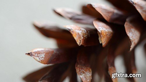 Natural Pine Cone - HD Video Footage