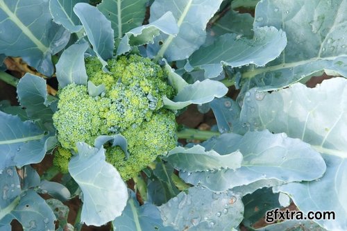 Collection of of broccoli cabbage food meal dish 25 HQ Jpeg