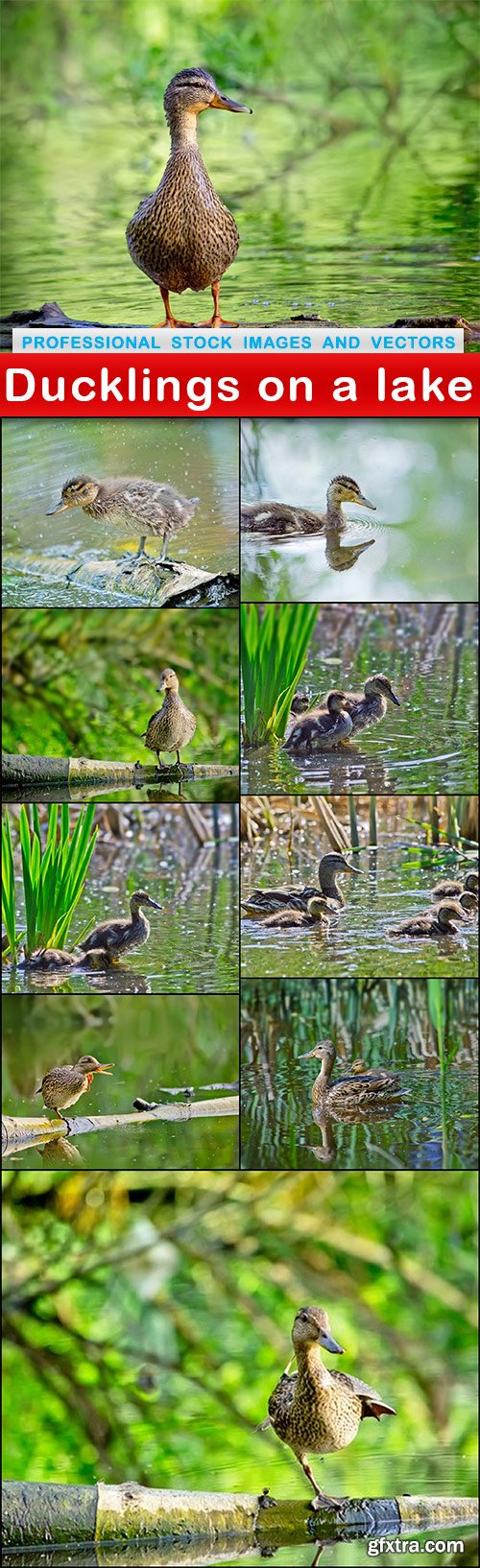 Ducklings on a lake - 10 UHQ JPEG