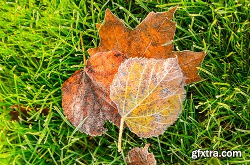 Collection of autumn grass field landscape ear of yellow leaf 25 HQ Jpeg