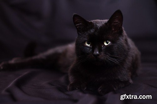 Black cat 1 - 8 UHQ JPEG