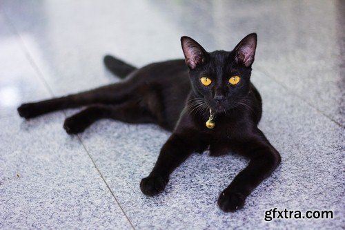 Black cat 1 - 8 UHQ JPEG