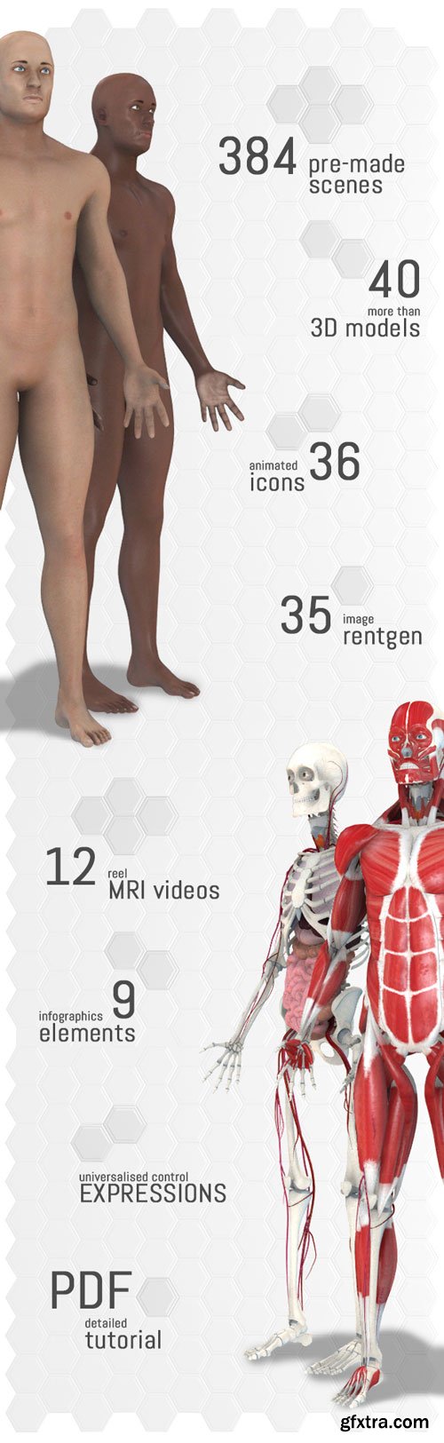 Videohive - Human Body Anatomy - 18254375
