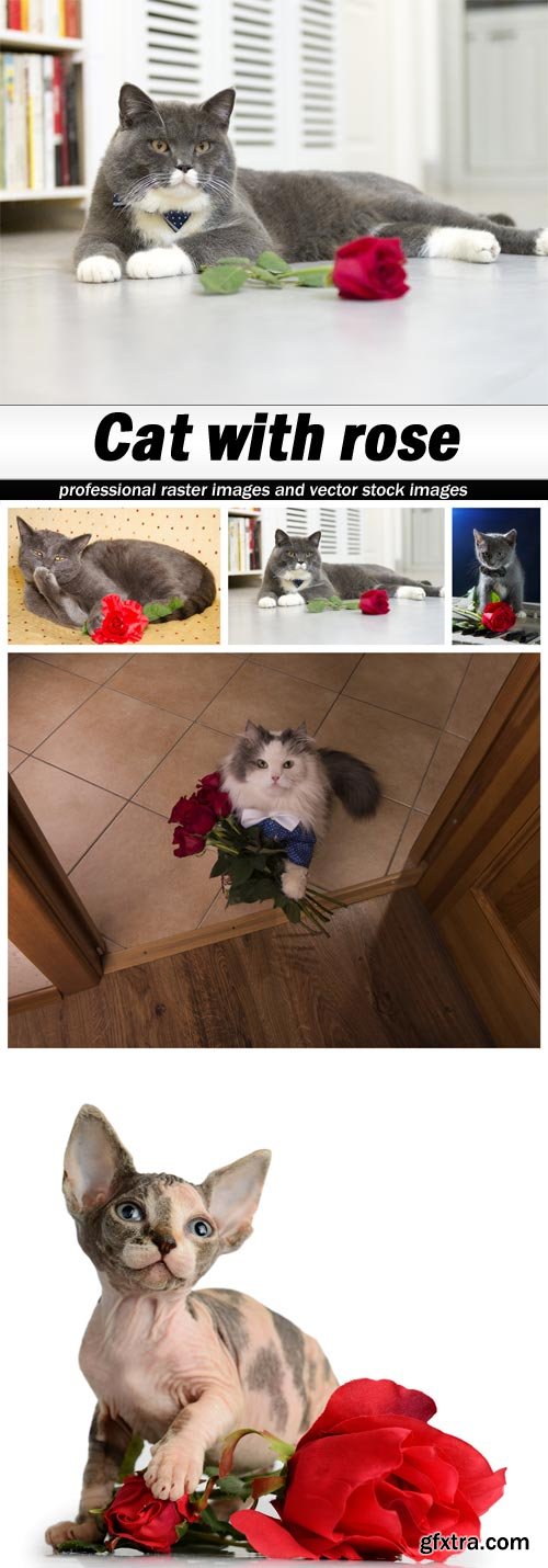 Cat with rose - 5 UHQ JPEG