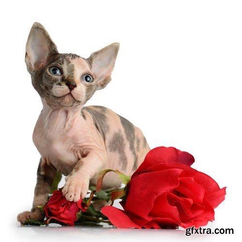 Cat with rose - 5 UHQ JPEG