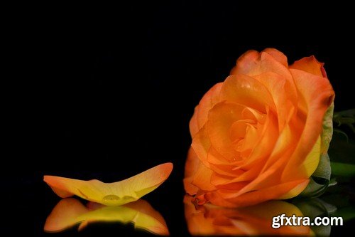 Rose on black background - 6 UHQ JPEG