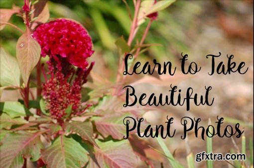 Learn to Take Beautiful Plant Photos