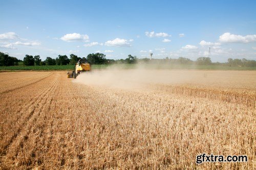 Harvesting - wheat and combine harvester - 16xUHQ JPEG
