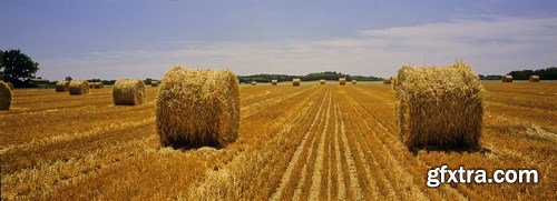 Harvesting - wheat and combine harvester - 16xUHQ JPEG
