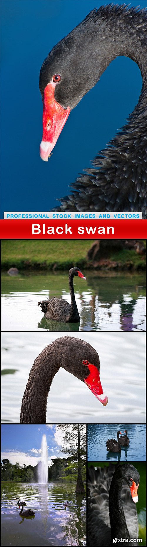 Black swan - 6 UHQ JPEG