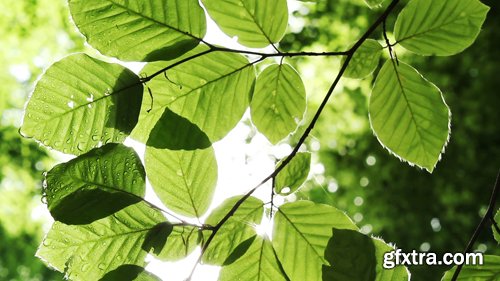 MA - Green Leaves Background MA - Green Leaves Background