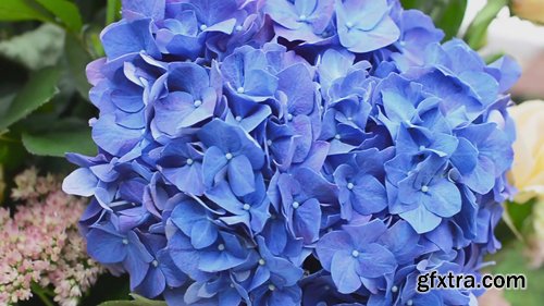 Amazing Blue Hydrangea Flower. Very Close up Background for Wedding Decoration Amazing Blue Hydrangea Flower. Very Close up Background for Wedding Decoration