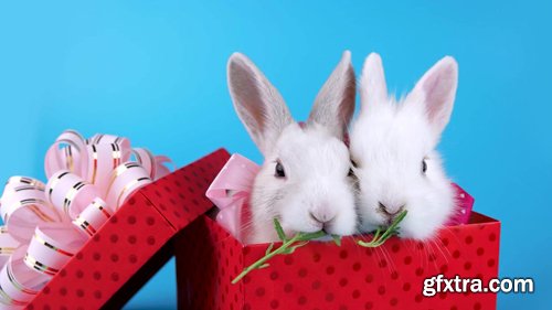A Couple of White Rabbits with Pink Bows in Present Box, Eating Arugula A Couple of White Rabbits with Pink Bows in Present Box, Eating Arugula