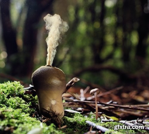 Collection of mushroom Amanita phalloides poison 25 HQ Jpeg