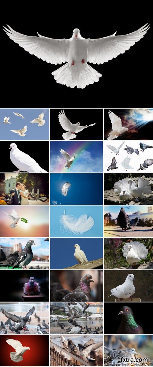 Collection of white dove feather wing 25 HQ Jpeg