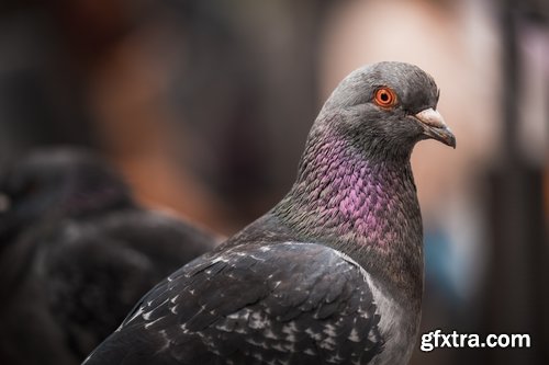 Collection of white dove feather wing 25 HQ Jpeg