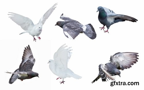 Collection of white dove feather wing 25 HQ Jpeg