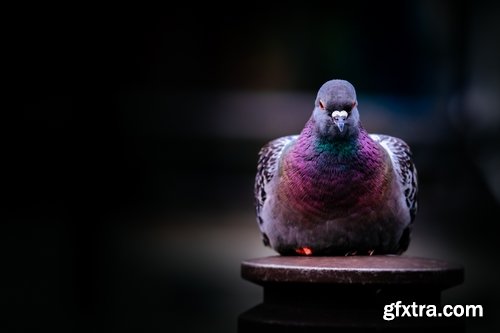 Collection of white dove feather wing 25 HQ Jpeg