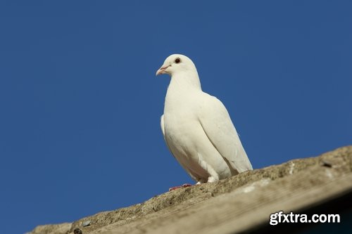 Collection of white dove feather wing 25 HQ Jpeg