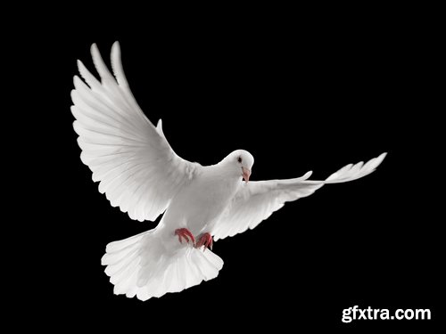 Collection of white dove feather wing 25 HQ Jpeg