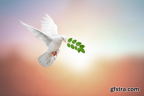 Collection of white dove feather wing 25 HQ Jpeg