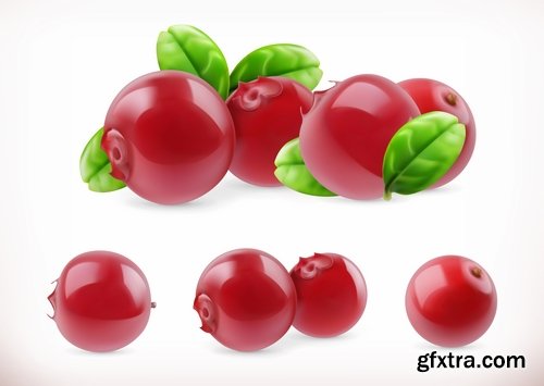 Collection of realistic illustration of vegetables fruits berries vector image 25 EPS