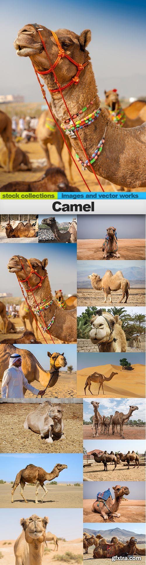 Camel, 15 x UHQ JPEG