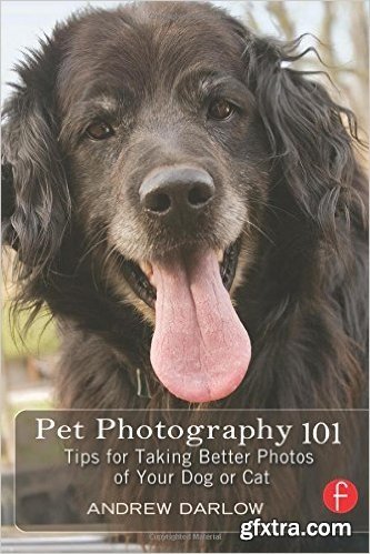Pet Photography 101 - Tips for Taking Better Photos of Your Dog or Cat