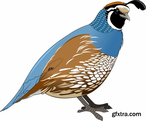 Collection of bird dove eagle sparrow swan parrot 25 EPS